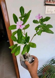 Pack 2 Arrowhead &amp; Pink Sadafuli Plant's