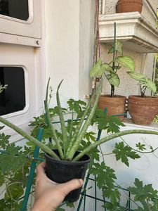1 Pc Aloe Vera baby Plant In 4" Nursery Pot