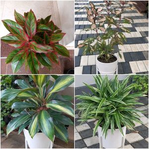16 live root plants