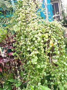 Combo Plants