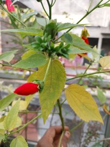 Chilli Hibiscus red