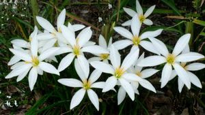 Combo Of Flowering Plants Bulbs