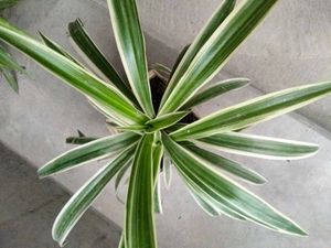 Assorted Potted Plants Bundle
