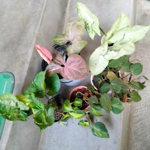 Mix Plants (5 Varieties)