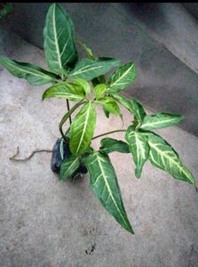 4 Snygonuims N 1 Aglonema Combo