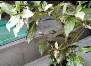 variegated hibiscus