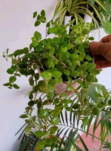 Pack 2 Tradescantia fluminlensis &amp; Pilea Depressa