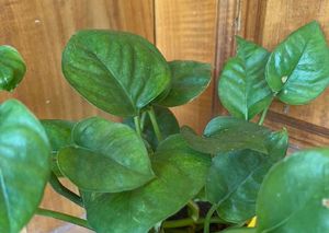 Dark green Money Plant In Quality White Pot