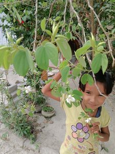 Bauhinia Accuminata