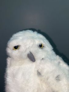 Hedwig Owl Harry Potter