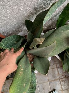 Whale  Snake Plant