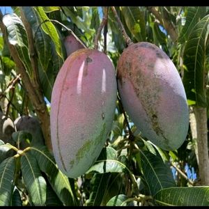 Pack 2 Big Mango &amp; NeverNever 🥭 Plant 🪴