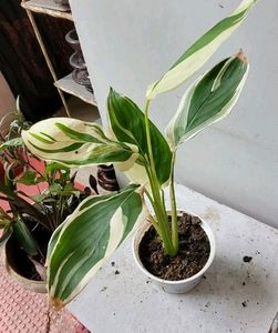 Pack 2 Nevernever &amp; Money Plant 🌵&amp; Pot