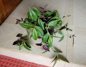 Pack 2 Zabronics &amp; Arrowhead Plants