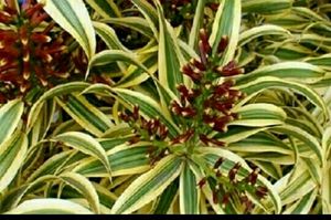 Set 2 Pandanus veitchii Plant 🌵