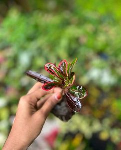 Croton Plant