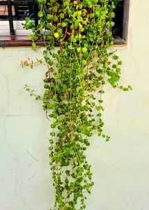 Pilea Depressa/Plant