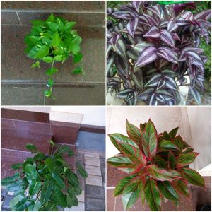 16 live root plants