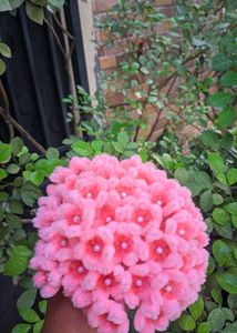 Pink Floral Decor