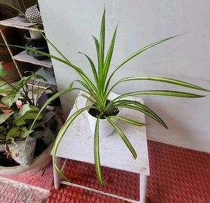 Pack 2 🌱.Pandanus veitchii &amp; Moses Plants 🌿&amp; Pot
