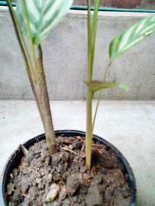 Indoor And Varigated Plants Combo
