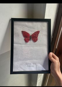 appias nero The Butterfly artifact