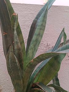 Snake Plant