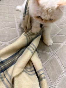 Cozy Plaid Scarf