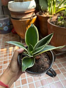 Snake Plant in Decorative Pot