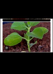 6 Plant With Rooted Combo