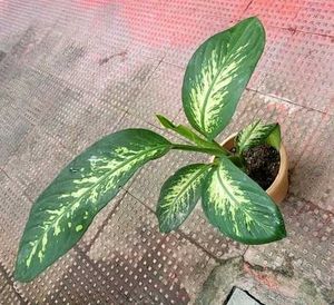 Set 3 Money &amp;.Dieffenbachia &amp; Red Areca Plant