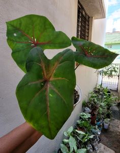 caladium Biclor Plant 🪴 &amp; Pot