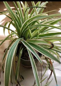 spider plant