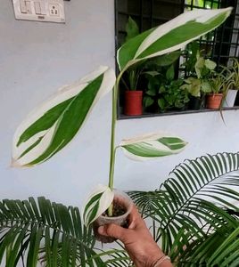Never.. Plant 🌵 &amp; Pot