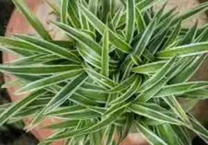 BUY  Spider Plan For Indoor /outdoor