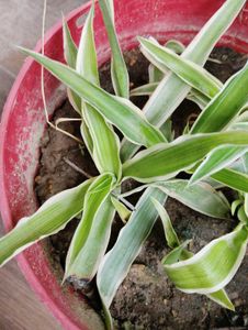 7 Indoor Plants