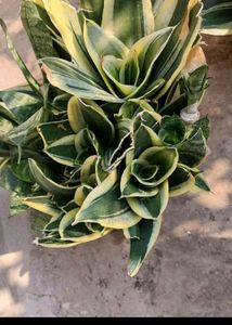 Combo Of 5 Varigated Dwarf Snake Plant