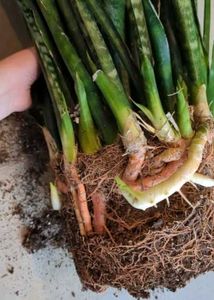 LIVE Snake Plant (Sansevieria) Green banded