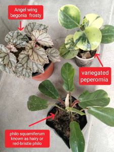 Assorted 3 beautiful Plants.