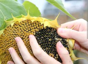 Sunflower Seeds For Gardening