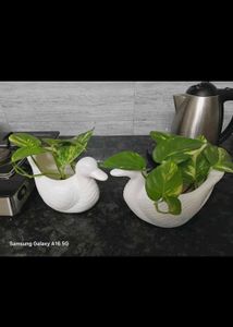 Adorable Duck Planters Set of 2