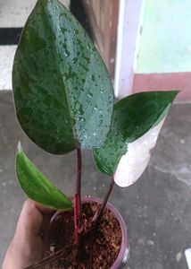 Pink Princess Philodendron Plant