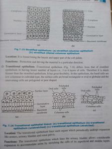 A Textbook of Biology Class XI