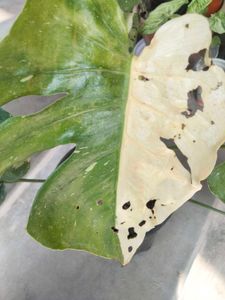 Monstera Thai Constellation Plant
