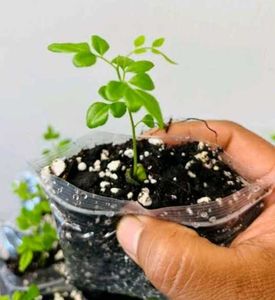 Young Curry Leaf Seedling (ONE)