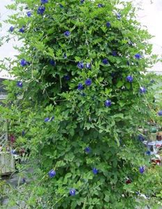 butterfly pea plant seeds