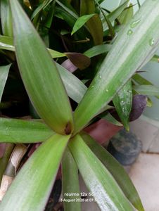 Vibrant Green Plant live