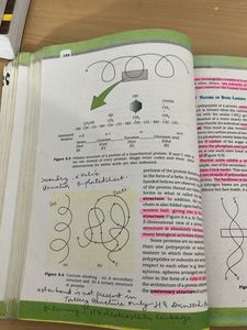 NCERT Class XI Biology textbook