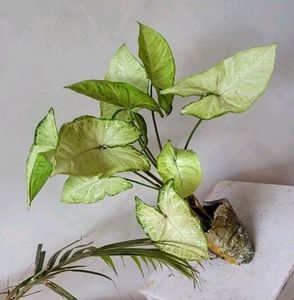 Ever Green 💚 Arrowhead Plant 🌵