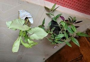 Pack 2 Zabronics & Arrowhead Plants